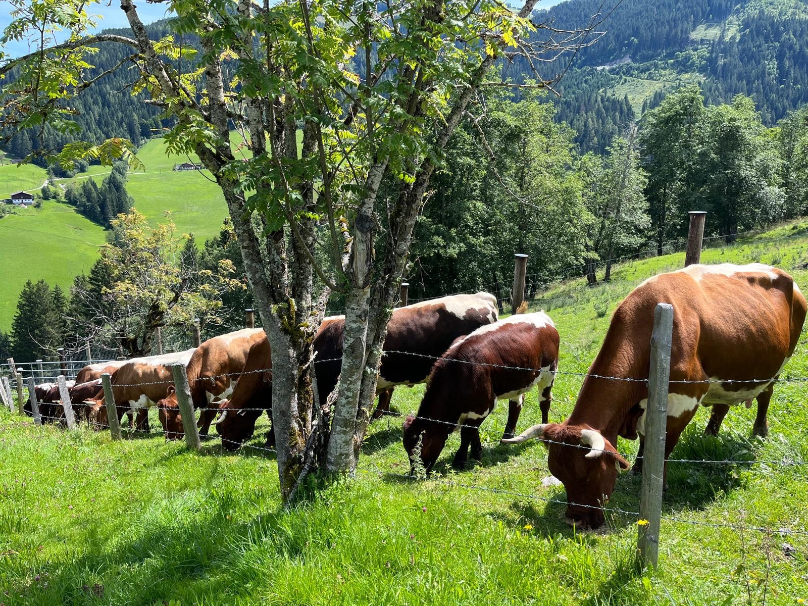Pinzgauer Rinder auf der Weide des Buchauhofs